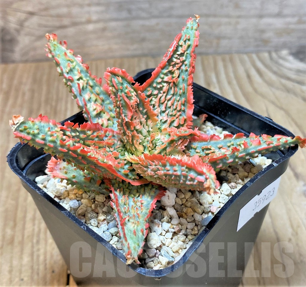 SHPR35923 Aloe TCT hybrid