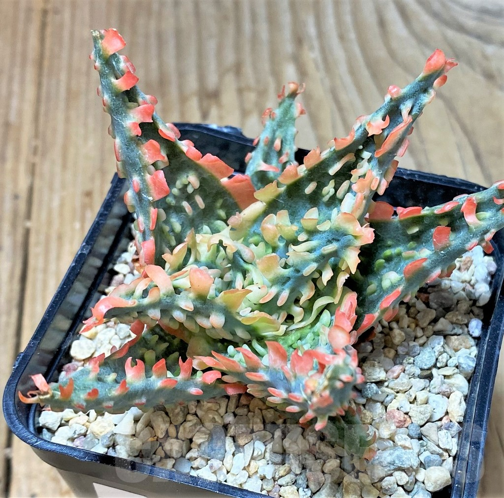 SHPR35924 Aloe TCT hybrid