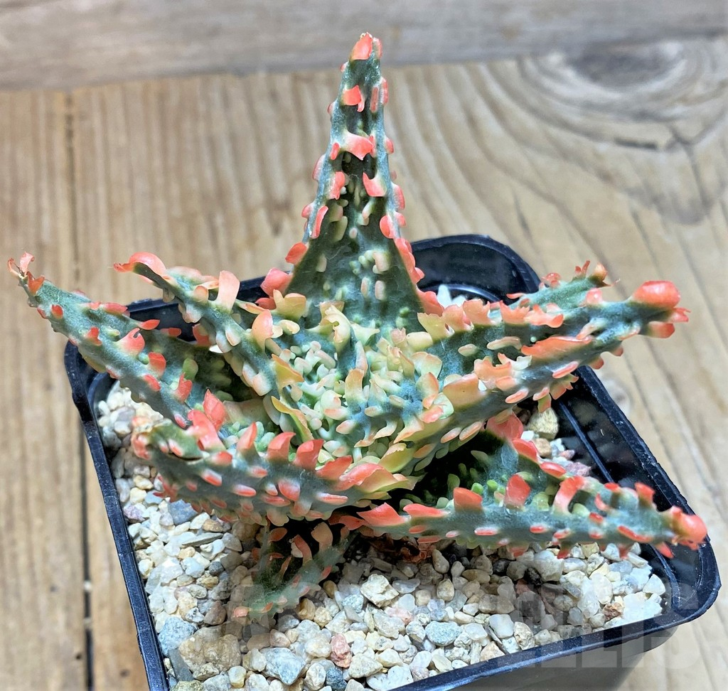 SHPR35924 Aloe TCT hybrid - 画像 (2)