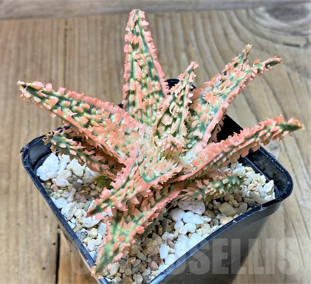 SHPR35925 Aloe TCT hybrid - Imagen 3