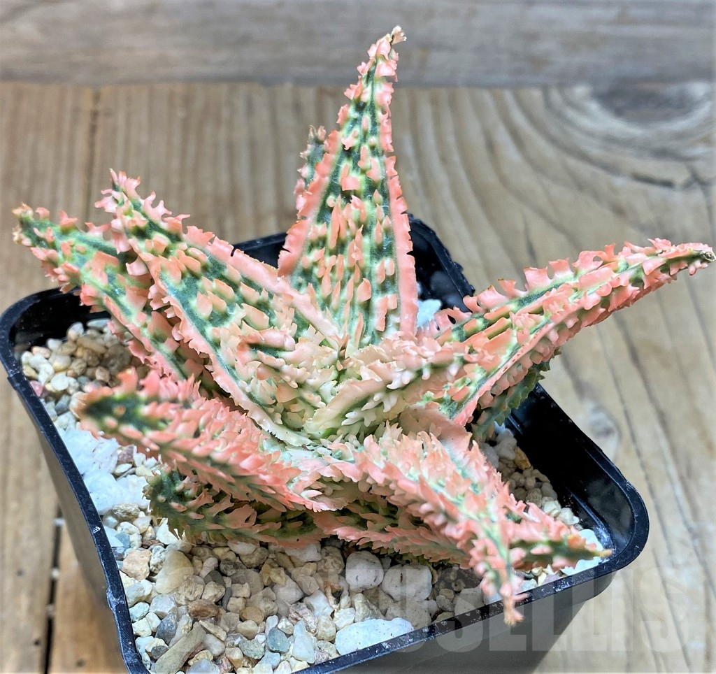 SHPR35925 Aloe TCT hybrid