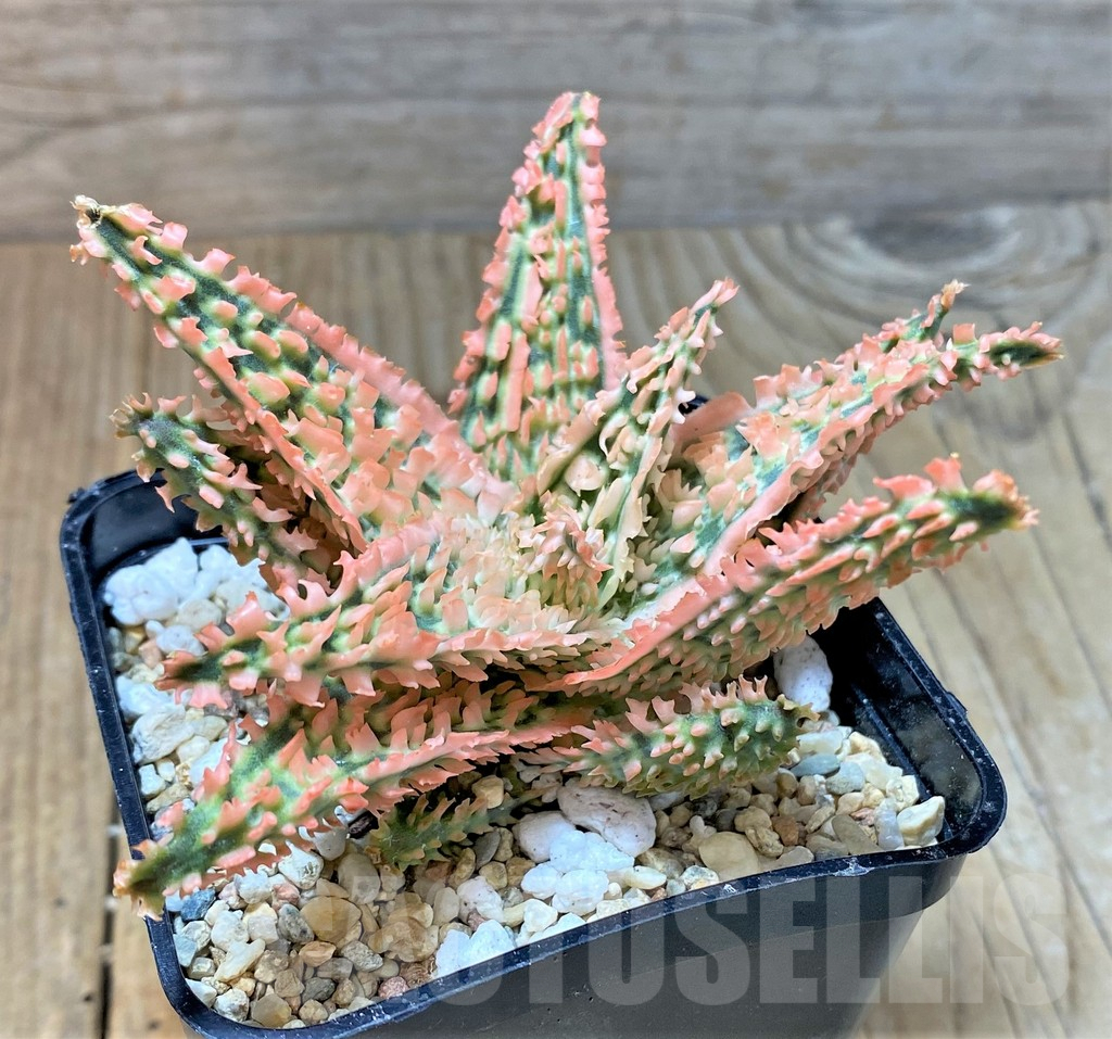 SHPR35925 Aloe TCT hybrid - Imagen 2