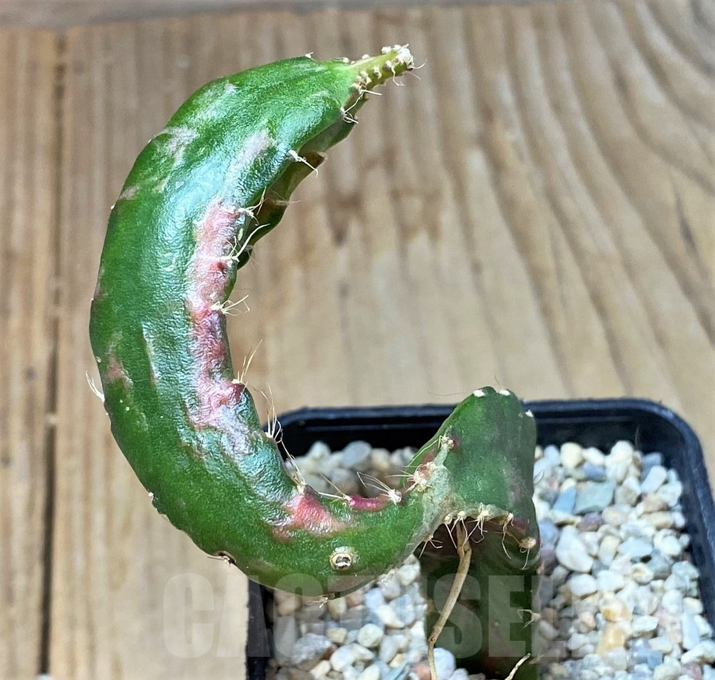 SHPR35926 Hylocalycium ‘Chimera variegata’