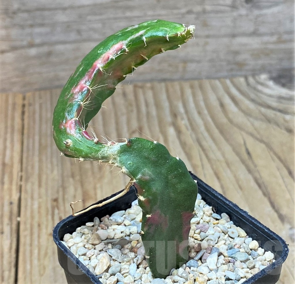 SHPR35926 Hylocalycium ‘Chimera variegata’ - Obrázek 2