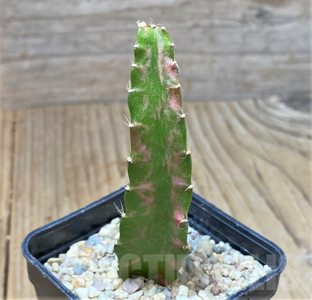 SHPR35927 Hylocalycium ‘Chimera variegata’