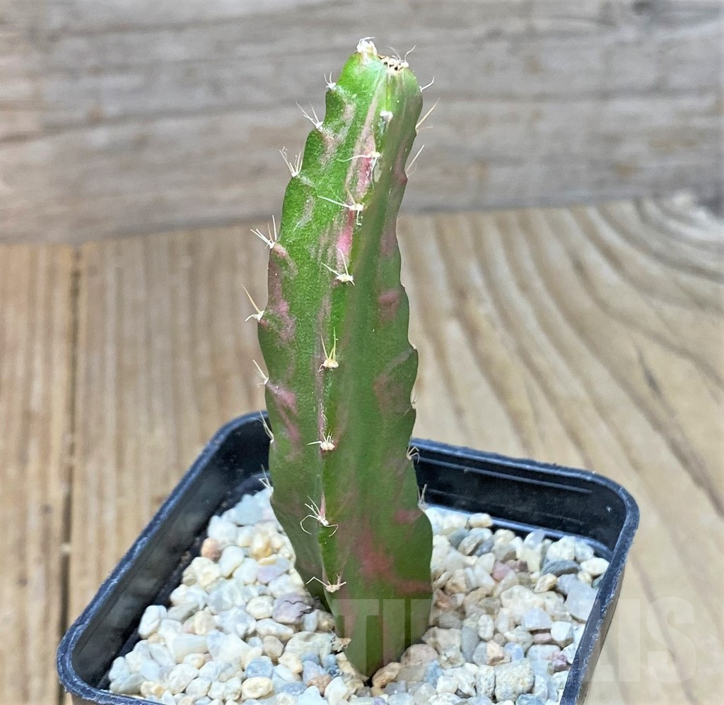 SHPR35927 Hylocalycium ‘Chimera variegata’ - Image 2