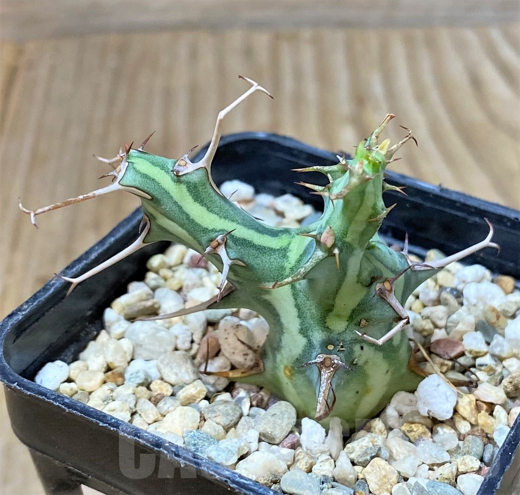 SHPR35928 Euphorbia schizacantha