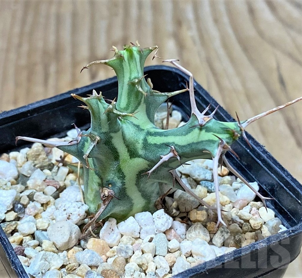 SHPR35928 Euphorbia schizacantha - Obrázek 2