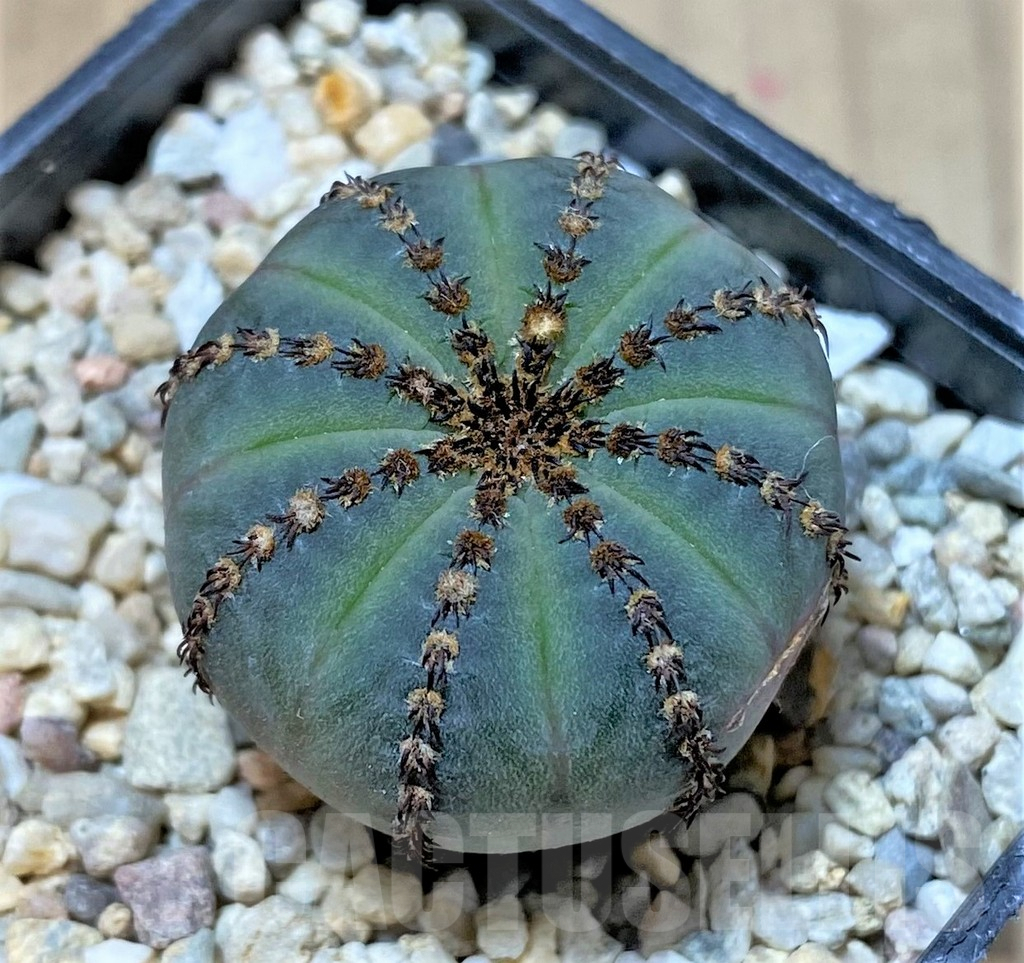 SHPR35930 Frailea asterioides ‘Niten’