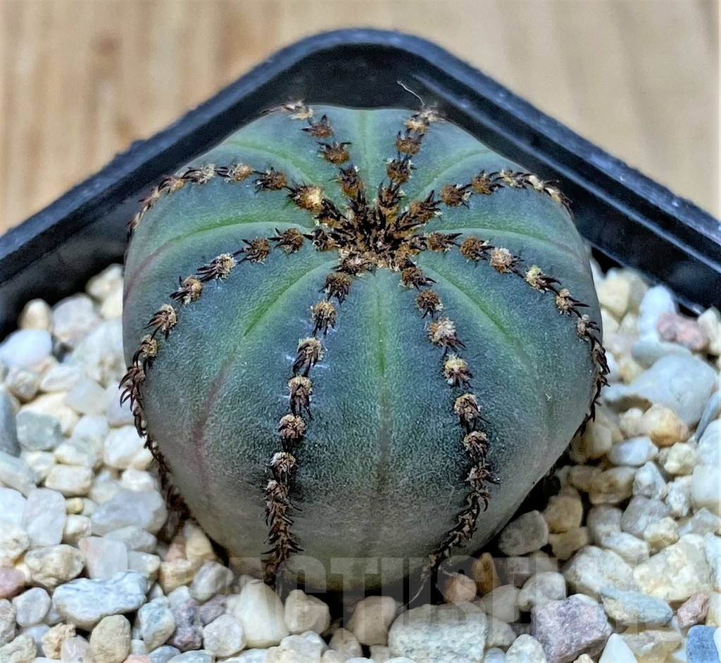 SHPR35930 Frailea asterioides ‘Niten’ - Obrázek 2