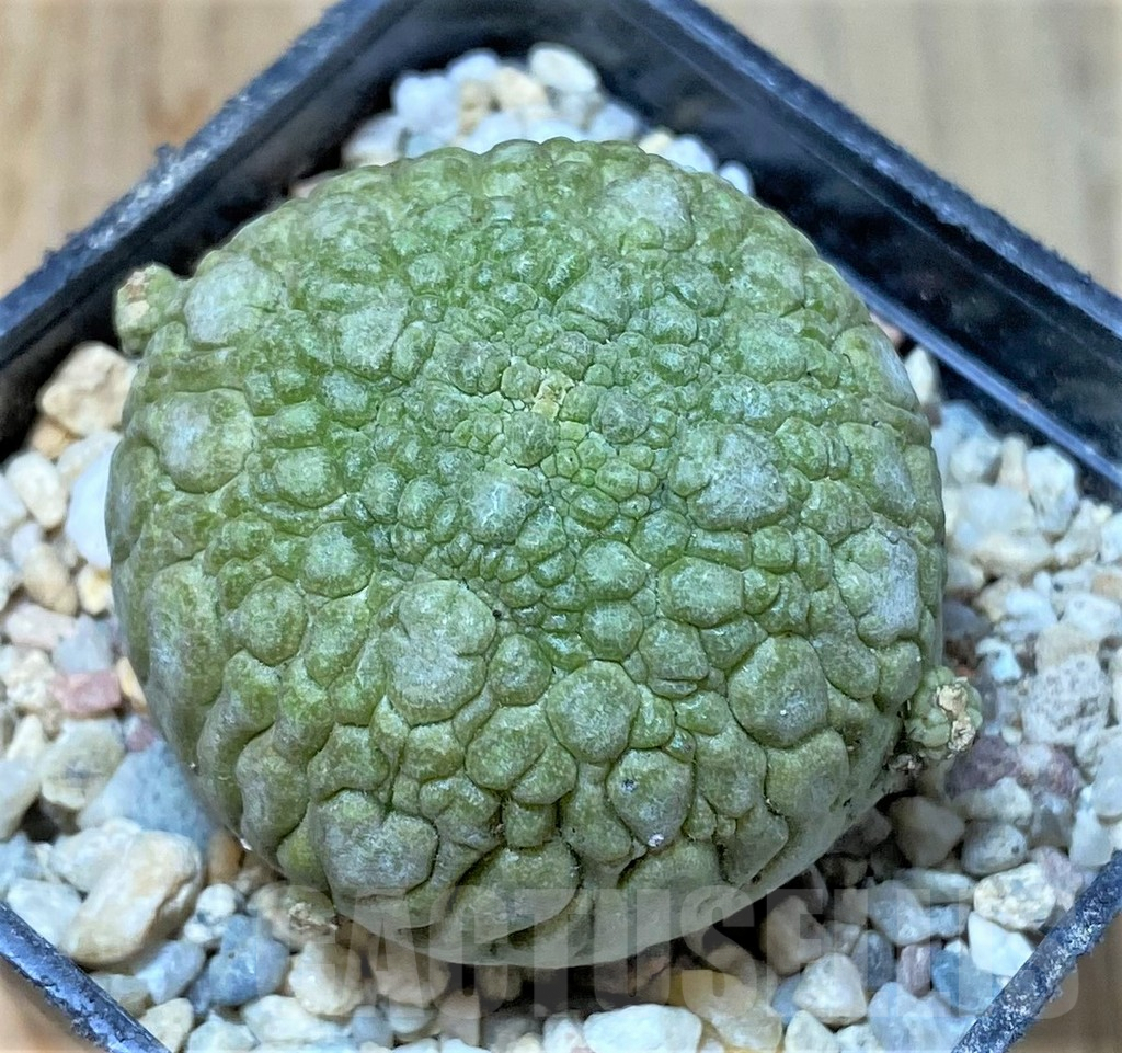 SHPR35933 Pseudolithos migiurtinus - Obrázek 2