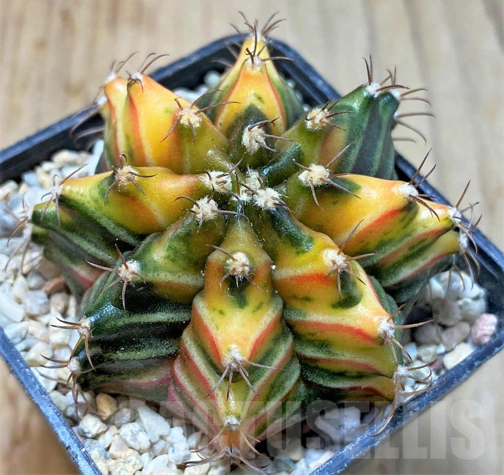 SHPR35946 Gymnocalycium friedrichii f. variegata, seedling - 画像 (2)