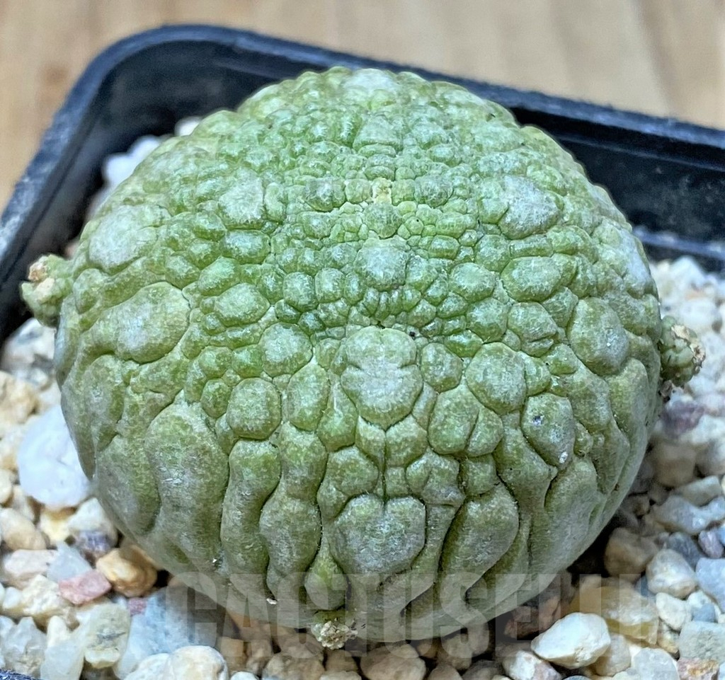 SHPR35933 Pseudolithos migiurtinus