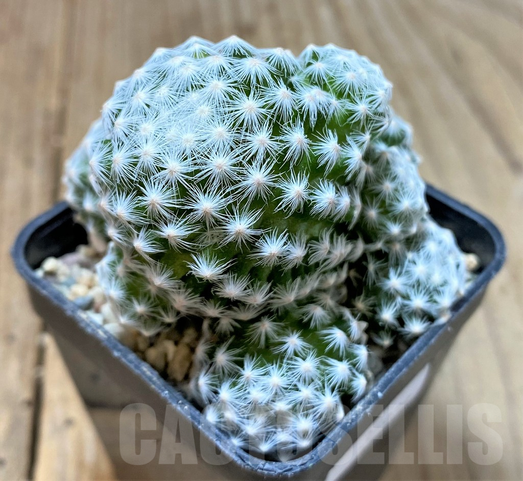 SHPR35936 Mammillaria humboldtii - Image 3