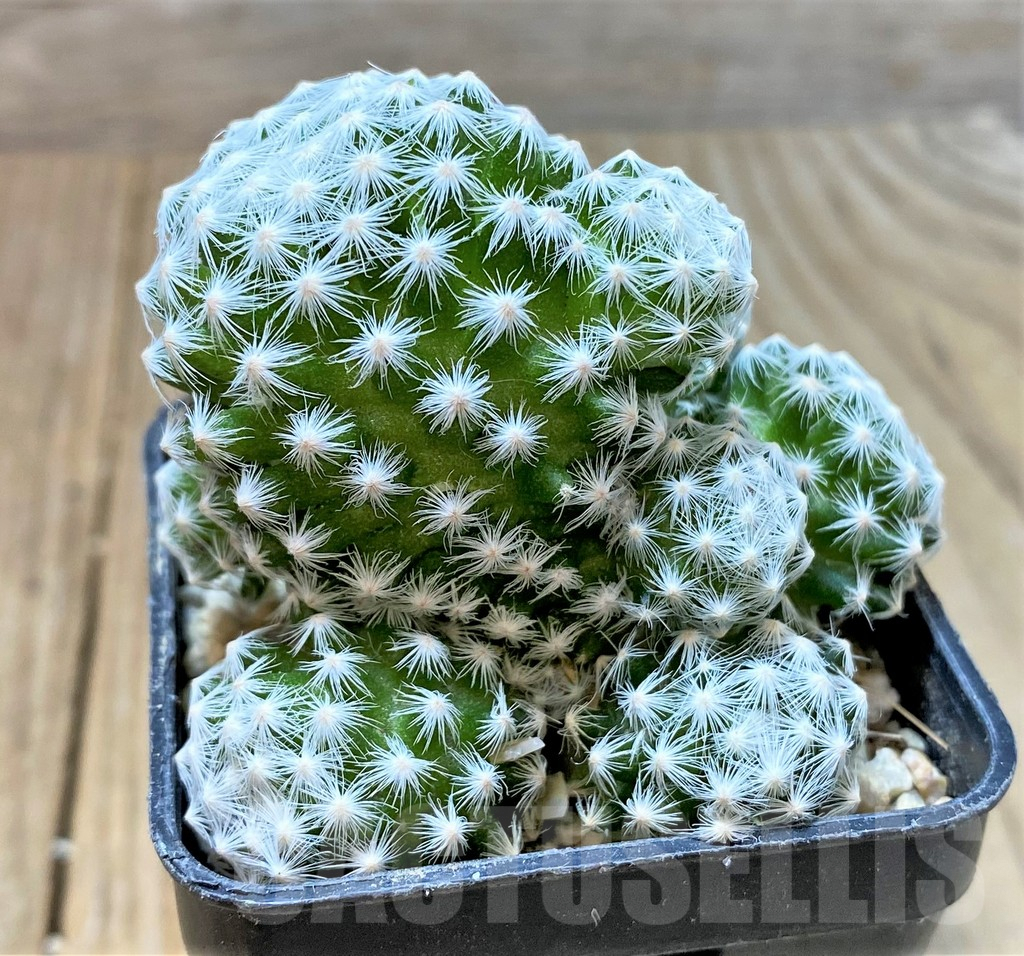 SHPR35936 Mammillaria humboldtii - Image 2