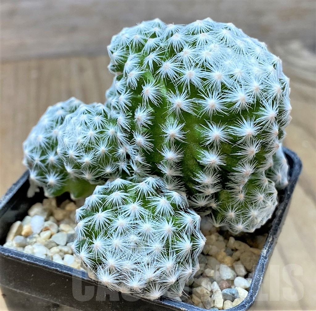 SHPR35936 Mammillaria humboldtii