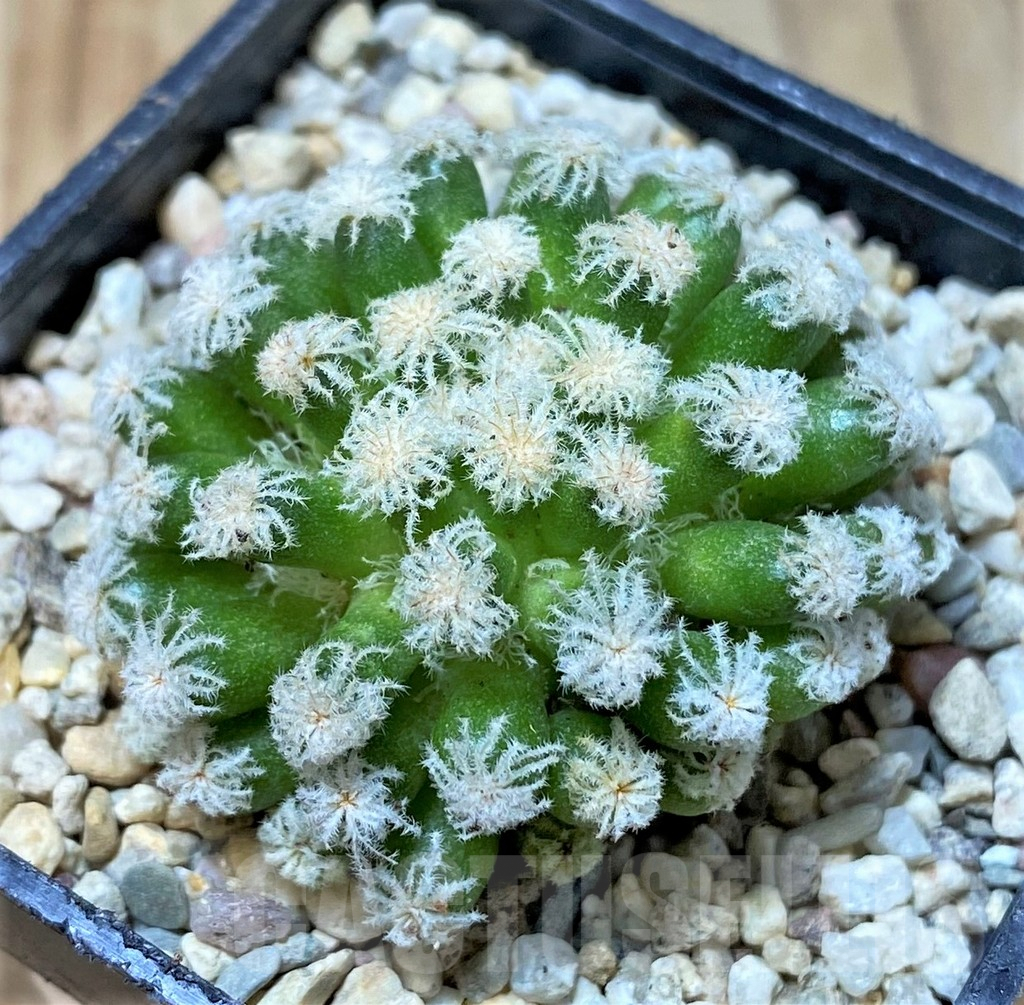SHPR35937 Mammillaria plumosa 'Snow'