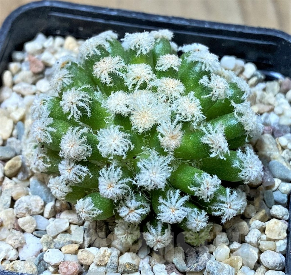 SHPR35937 Mammillaria plumosa 'Snow' - Image 2