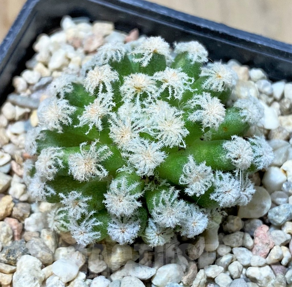 SHPR35938 Mammillaria plumosa 'Snow'