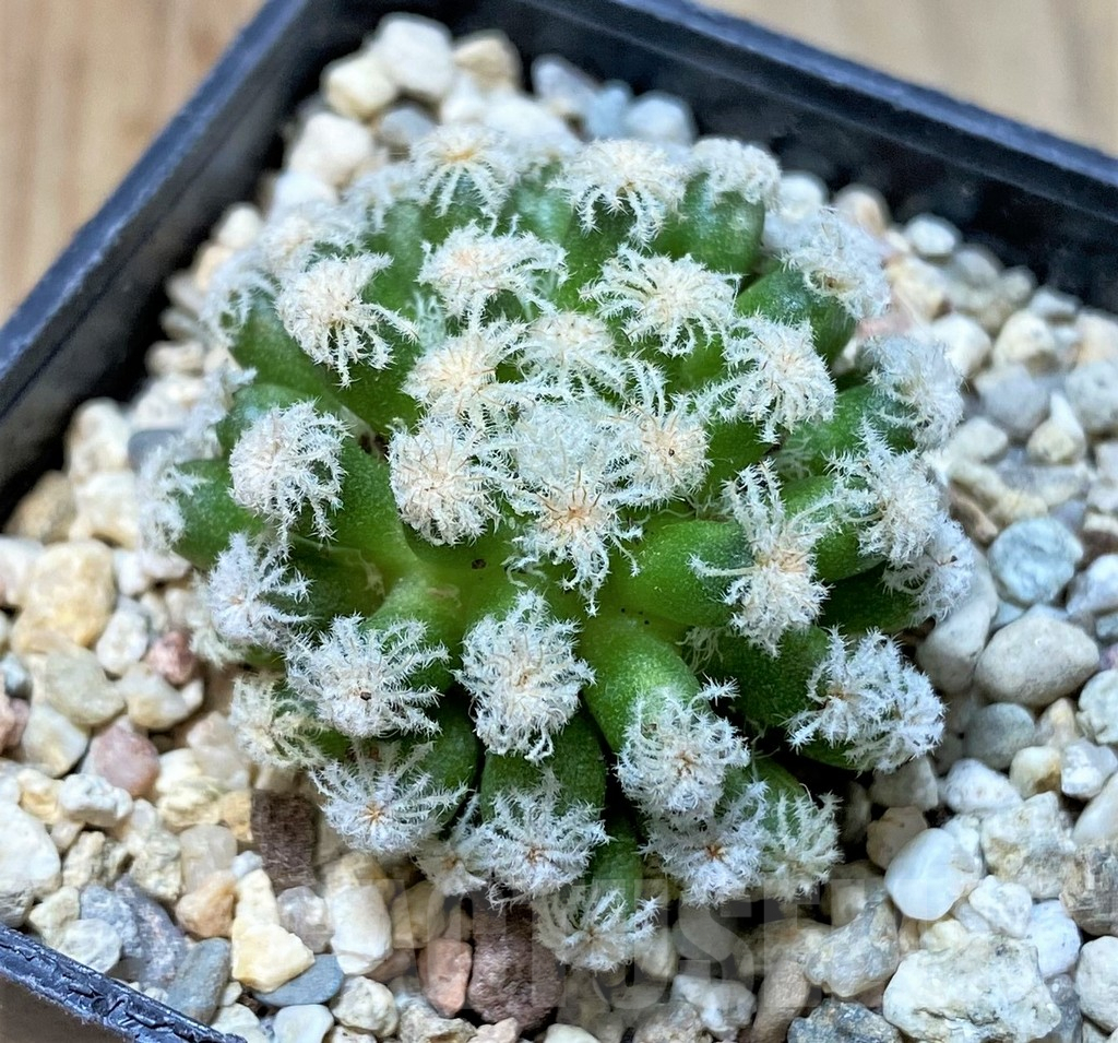 SHPR35938 Mammillaria plumosa 'Snow' - Image 2