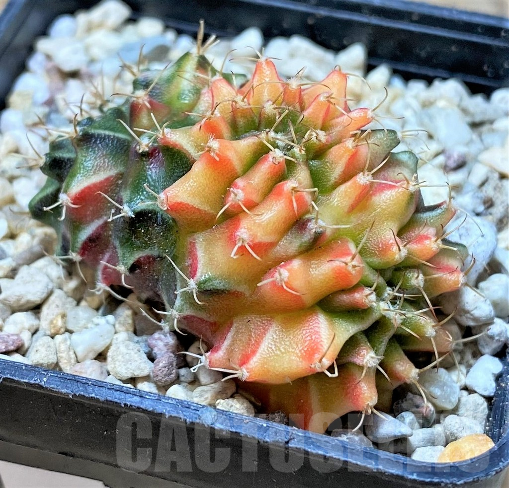 SHPR35947 Gymnocalycium mihanovichii variegata f. cristata - 画像 (2)