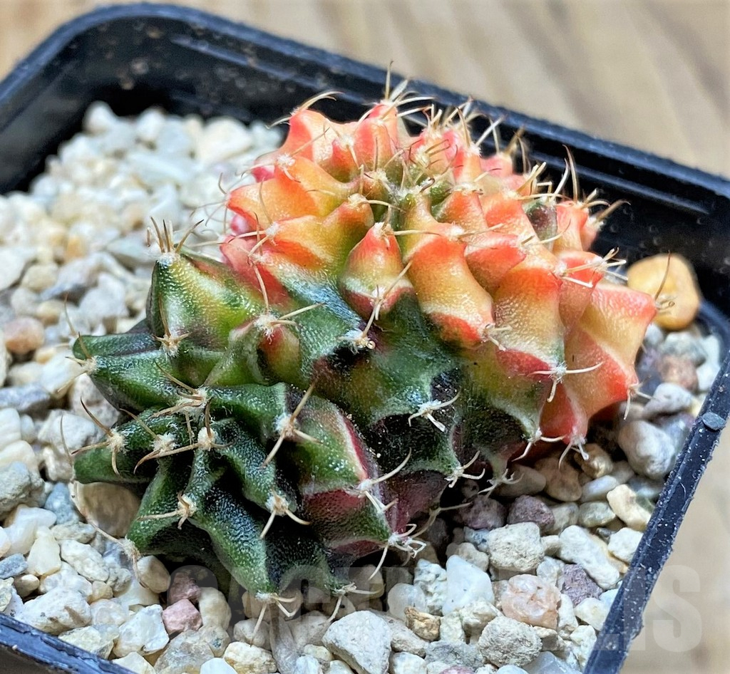 SHPR35947 Gymnocalycium mihanovichii variegata f. cristata