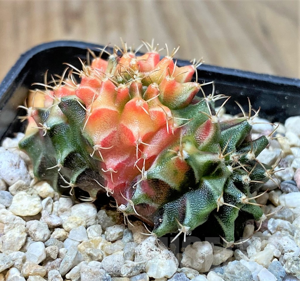 SHPR35947 Gymnocalycium mihanovichii variegata f. cristata - 画像 (3)