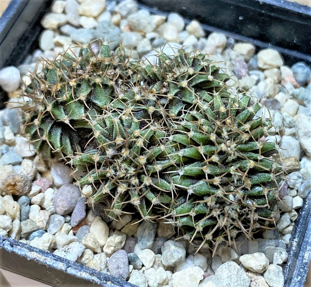 SHPR35948 Gymnocalycium mihanovichii f. cristata - Image 2
