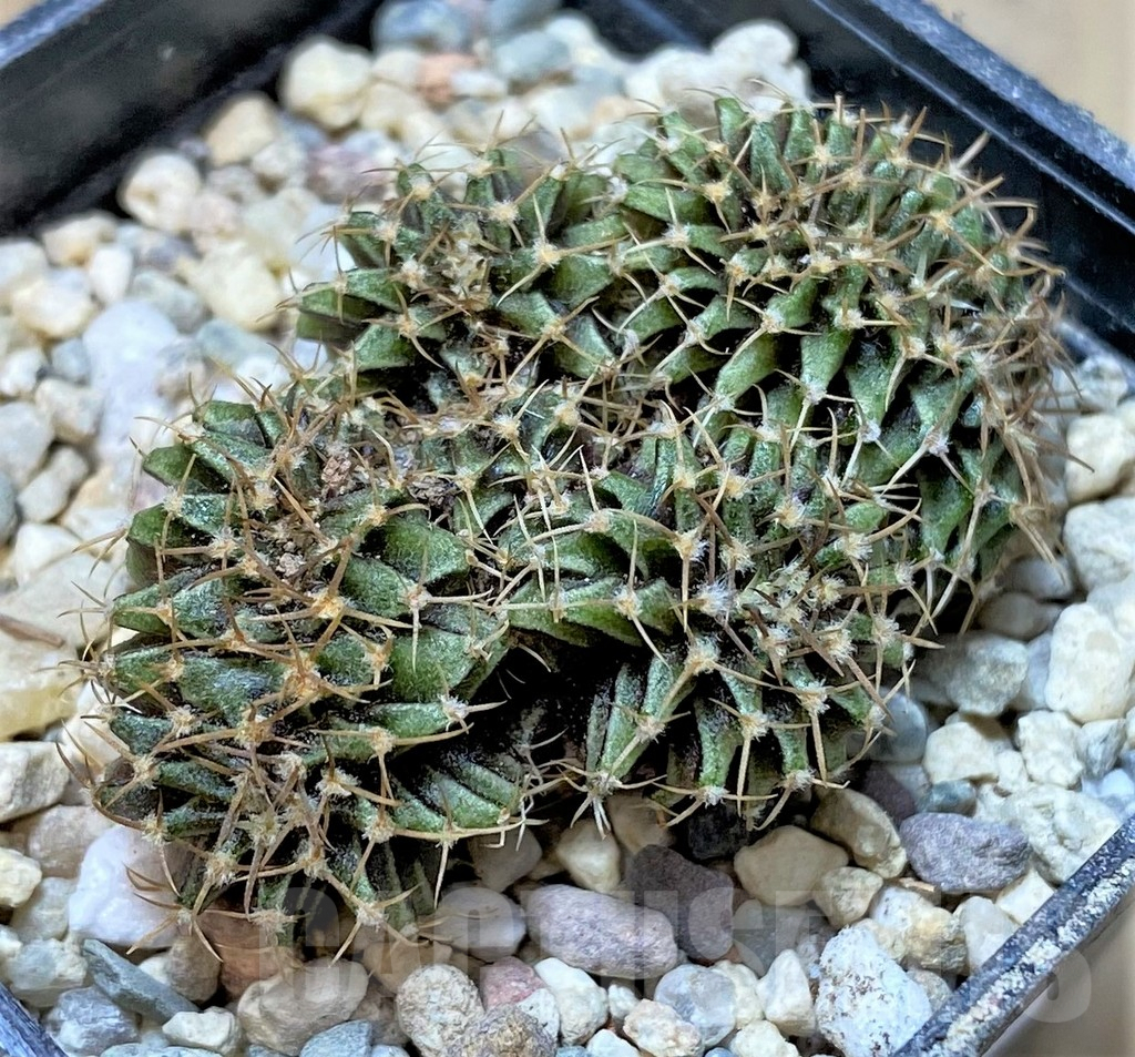 SHPR35948 Gymnocalycium mihanovichii f. cristata