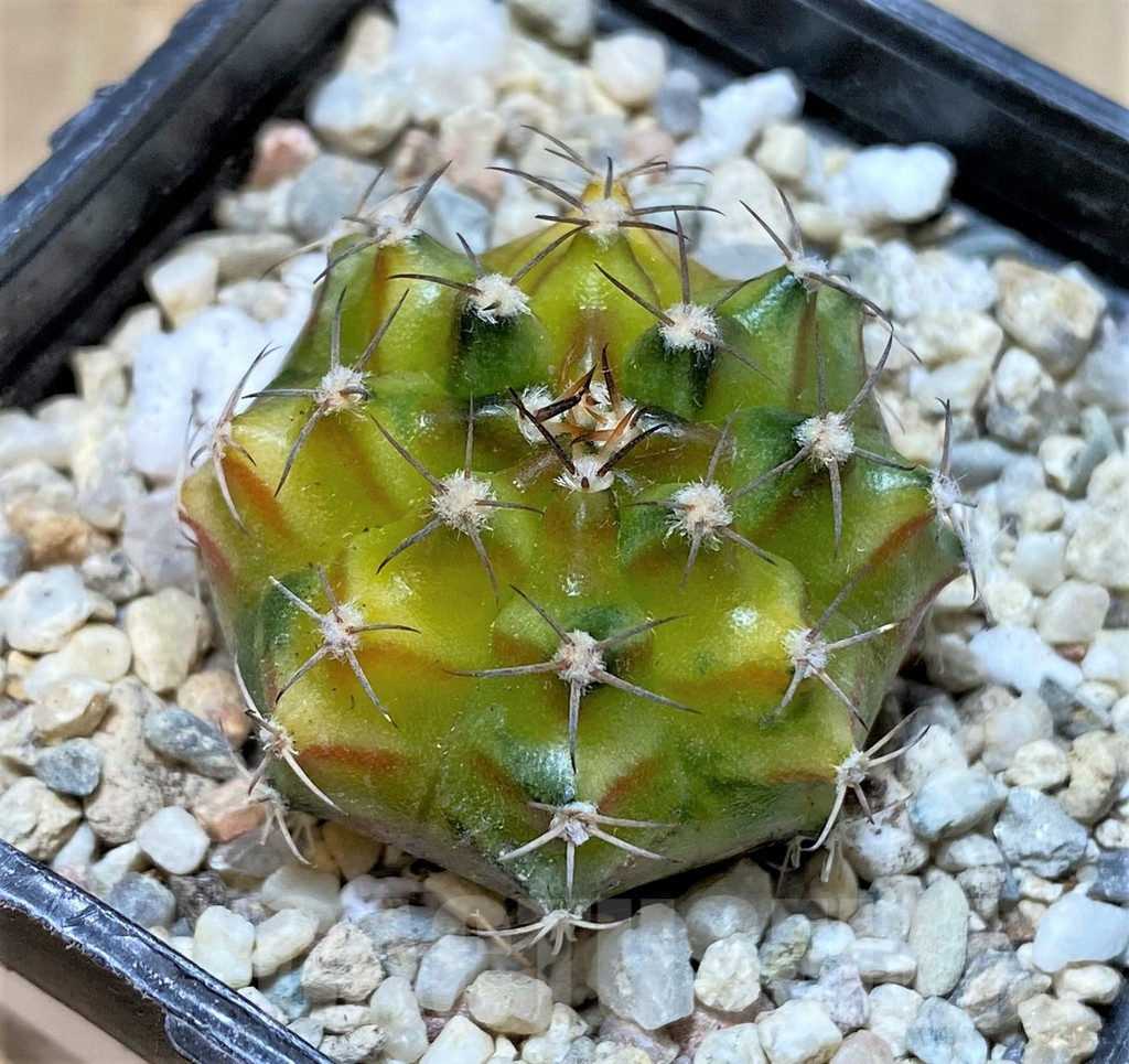 SHPR35949 Gymnocalycium mihanovichii 'Sepia', seedling - Image 2