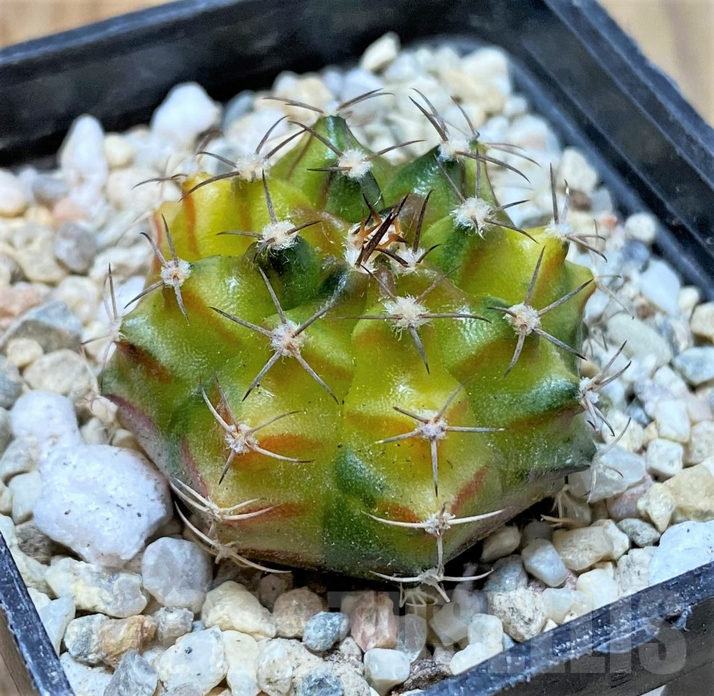 SHPR35949 Gymnocalycium mihanovichii 'Sepia', seedling