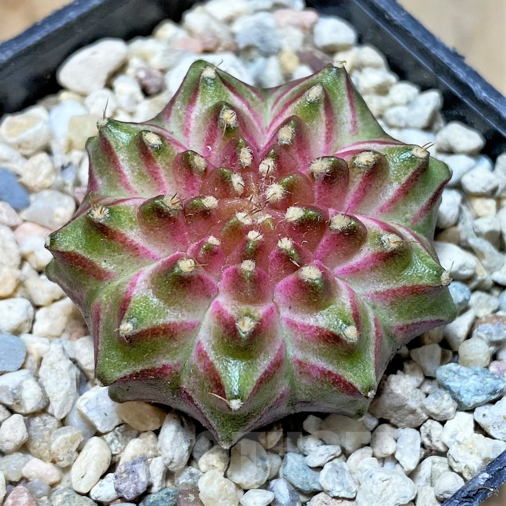 SHPR35951 Gymnocalycium mihanovichii 'Neon' hybrid