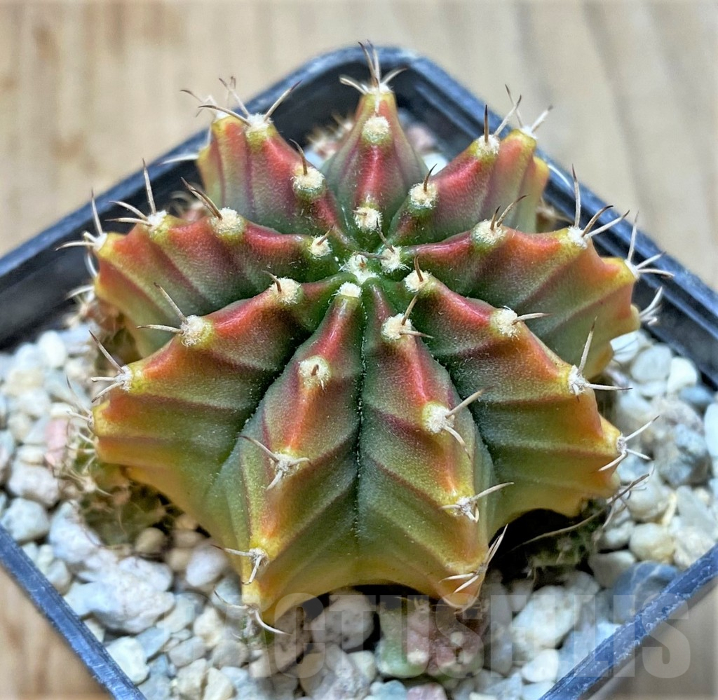 SHPR35952 Gymnocalycium mihanovichii 'Silamane'