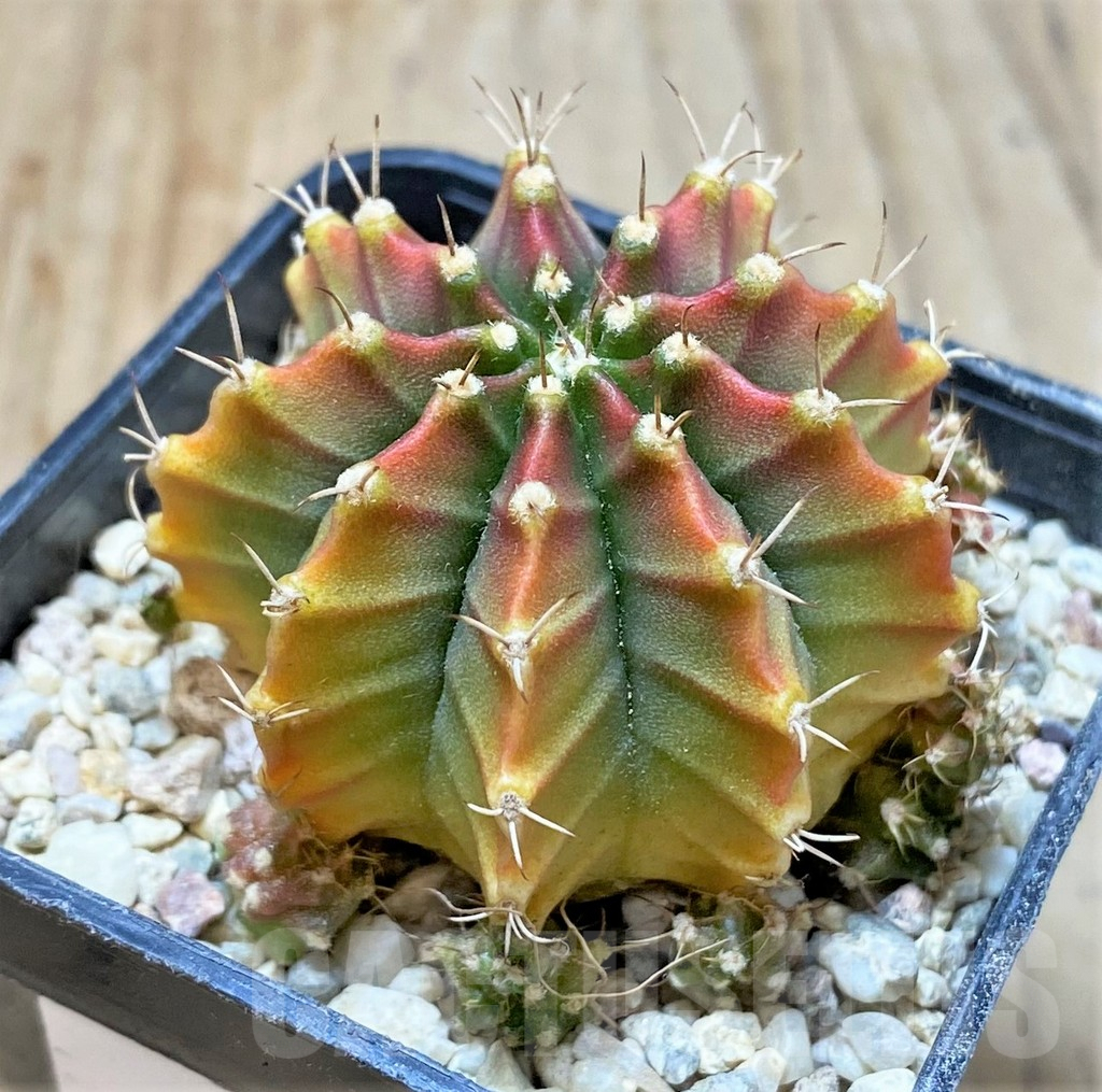 SHPR35952 Gymnocalycium mihanovichii 'Silamane' - Image 2