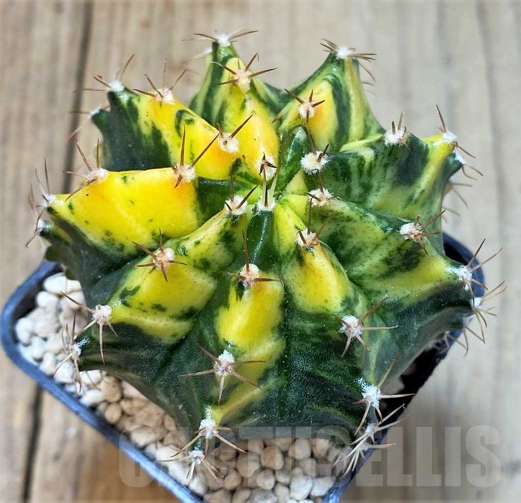 SHPR35953 Gymnocalycium friedrichii f. variegata, seedling