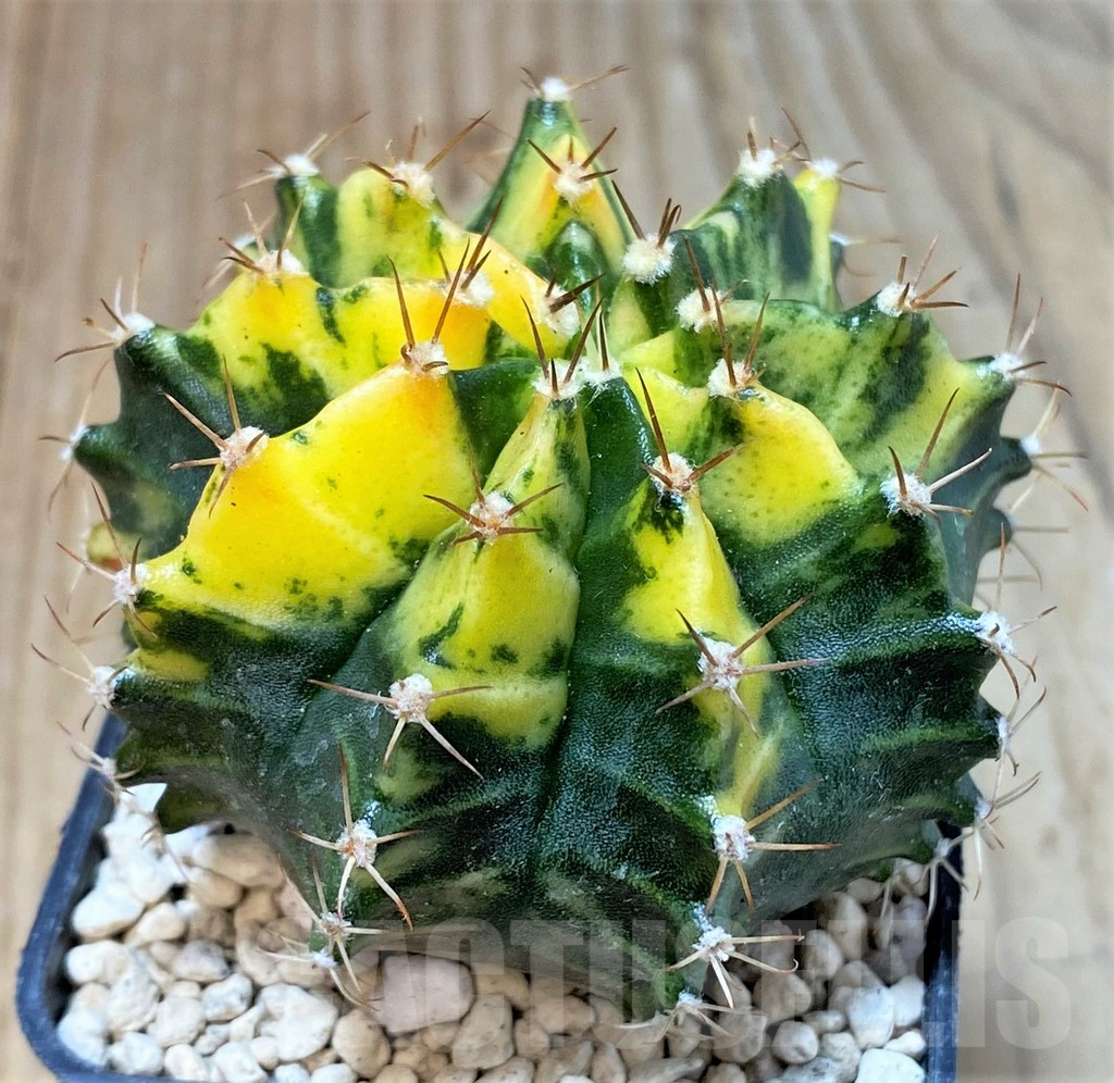 SHPR35953 Gymnocalycium friedrichii f. variegata, seedling - Image 2