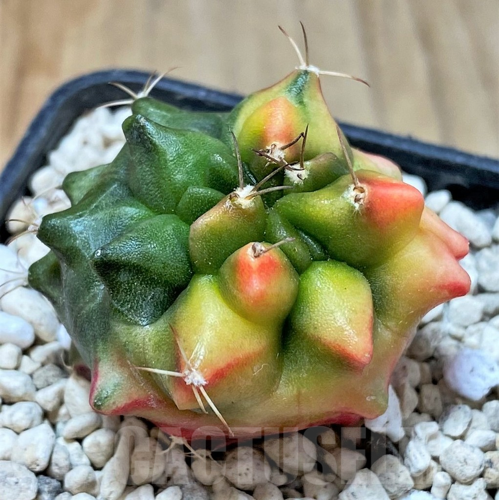 SHPR35942 Gymnocalycium mihanovichii ‘Transformer’ f. variegata, seedling