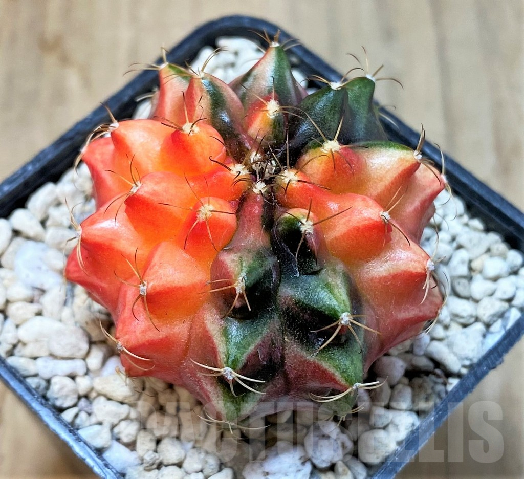 SHPR35954 Gymnocalycium mihanovichii ‘inermis’ f. variegata, seedling