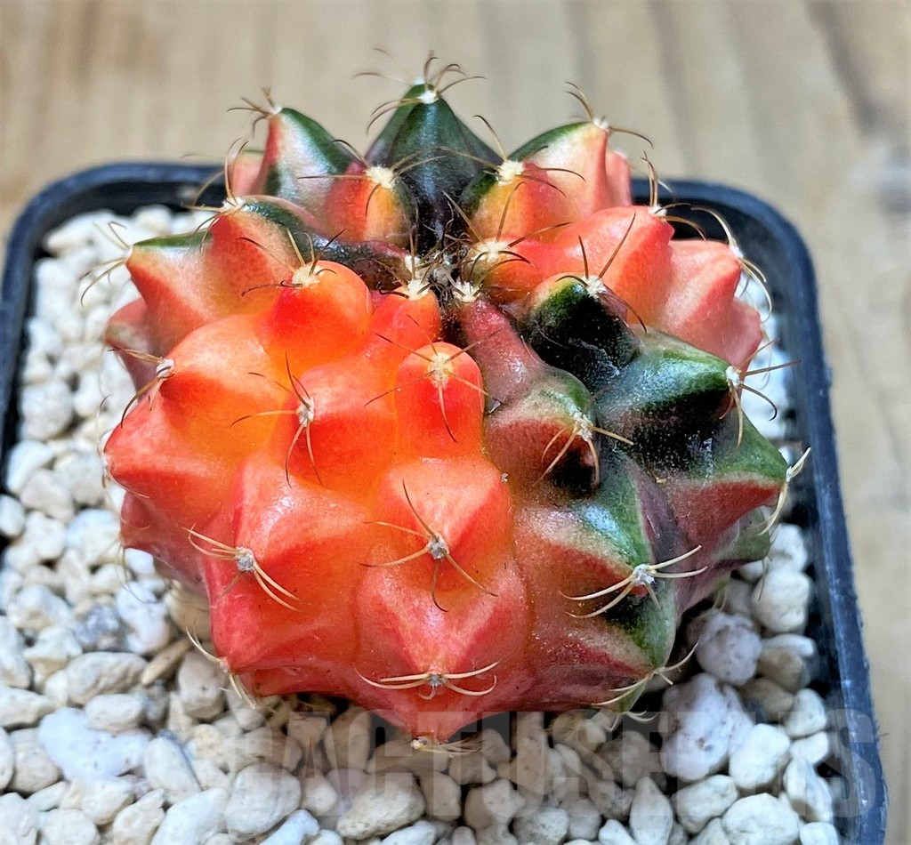 SHPR35954 Gymnocalycium mihanovichii ‘inermis’ f. variegata, seedling – Bild 2