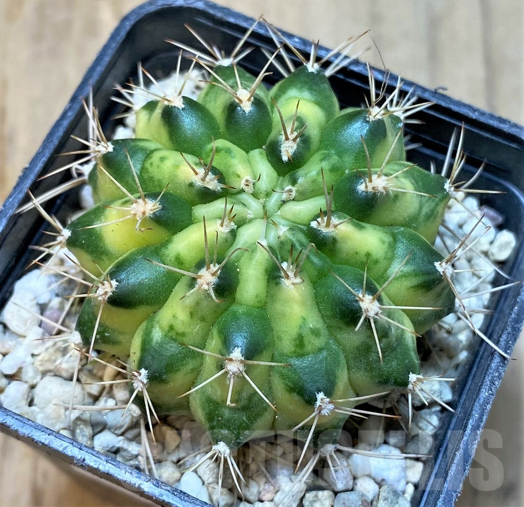 SHPR35955 Gymnocalycium mihanovichii 'Cat eye' - Зображення 2