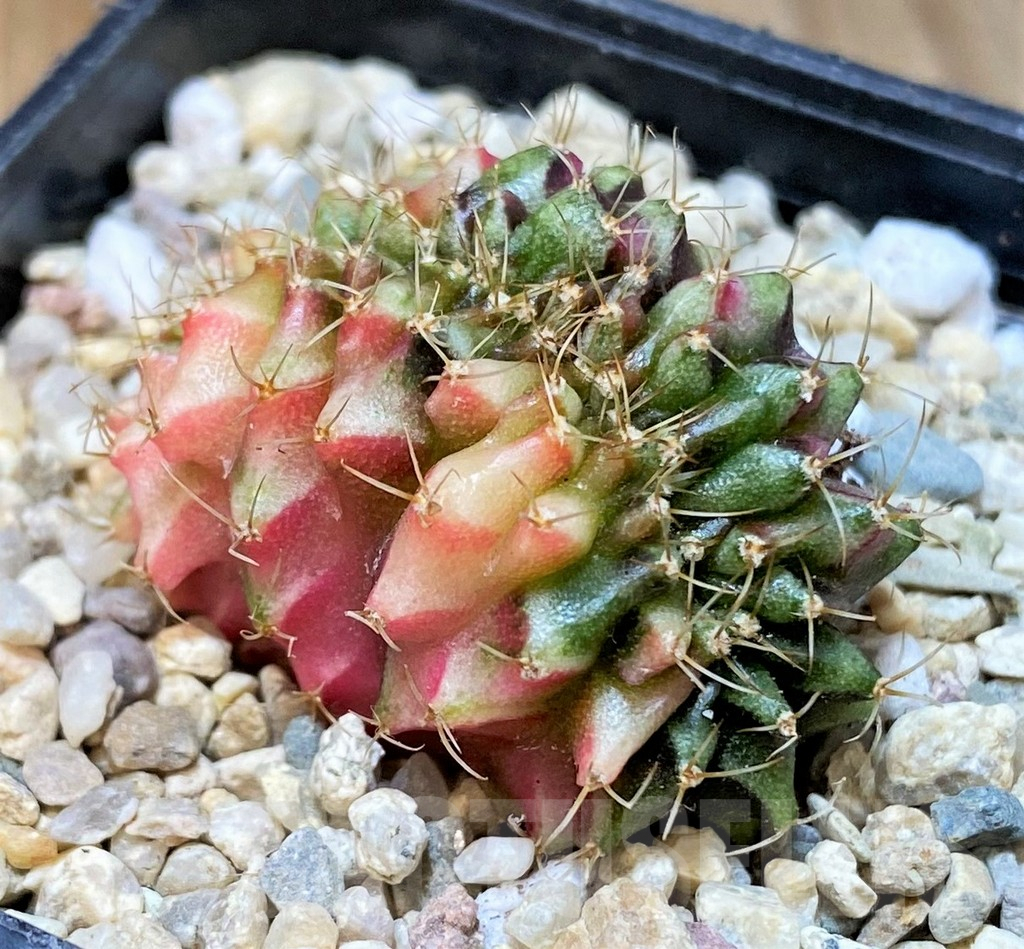 SHPR35956 Gymnocalycium mihanovichii variegata f. cristata - Зображення 2
