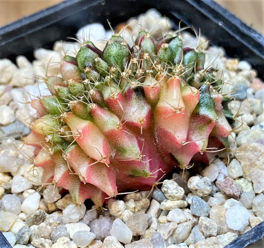 SHPR35956 Gymnocalycium mihanovichii variegata f. cristata