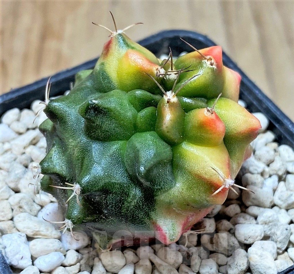 SHPR35942 Gymnocalycium mihanovichii ‘Transformer’ f. variegata, seedling - Зображення 2