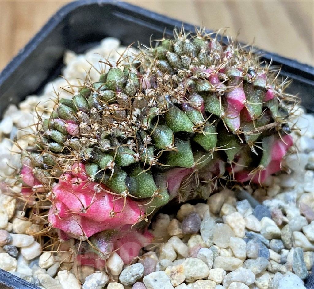 SHPR35957 Gymnocalycium mihanovichii variegata f. cristata - immagine 2
