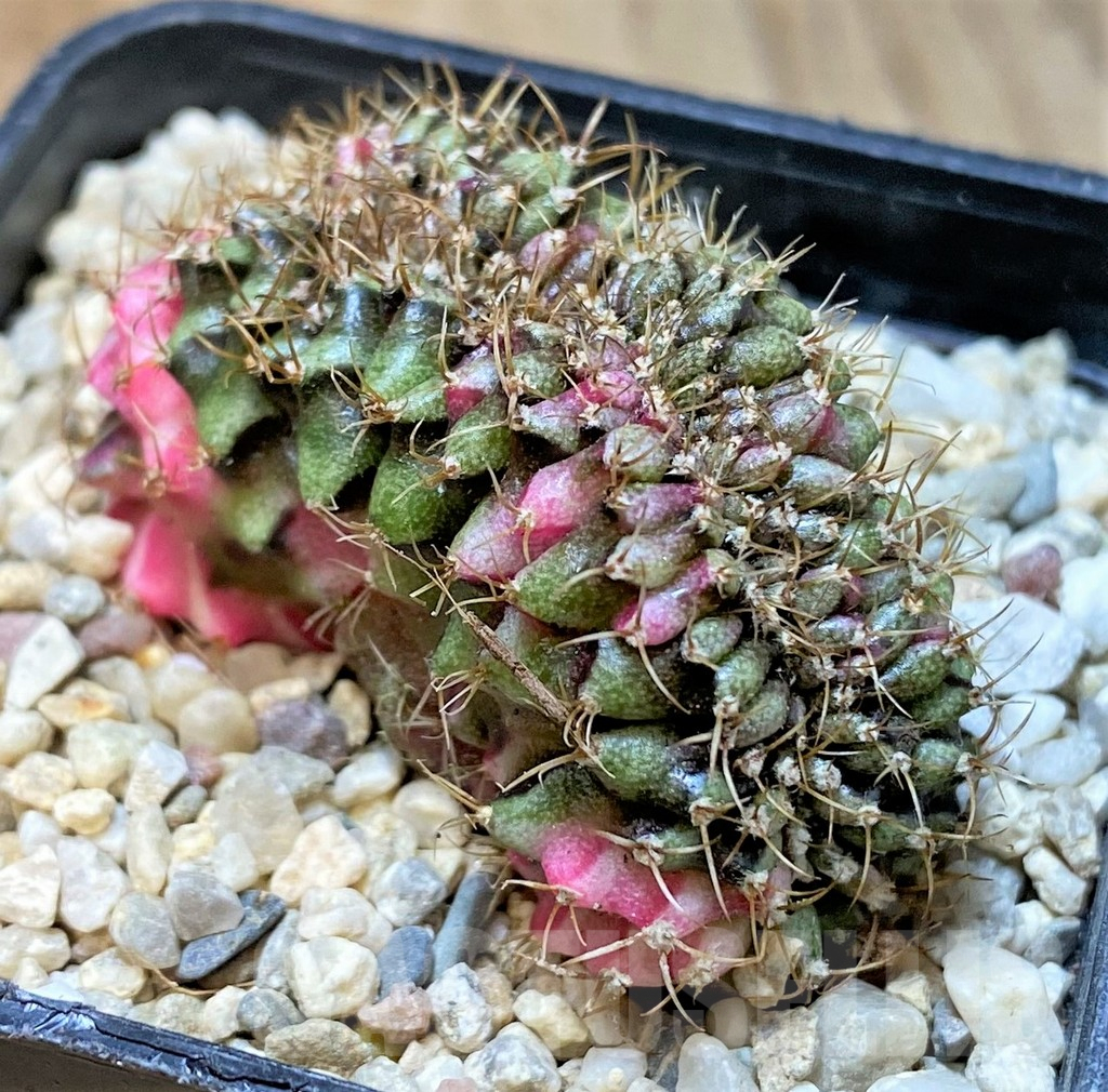 SHPR35957 Gymnocalycium mihanovichii variegata f. cristata - immagine 3
