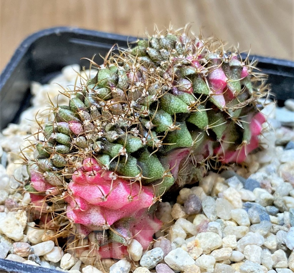 SHPR35957 Gymnocalycium mihanovichii variegata f. cristata