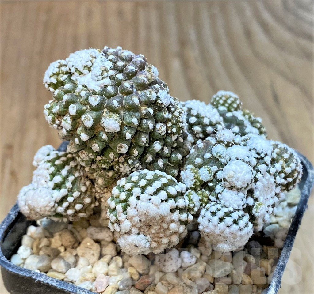 SHPR35958 Copiapoa tenuissima f. monstruosa - immagine 2