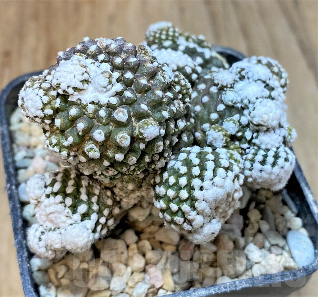 SHPR35958 Copiapoa tenuissima f. monstruosa