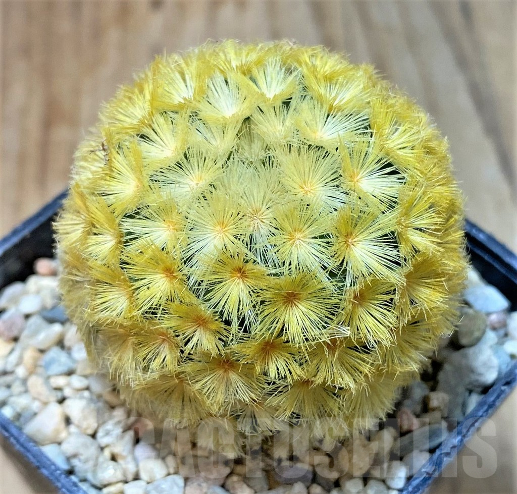 SHPR35959 Mammillaria carmenae ‘Gold’