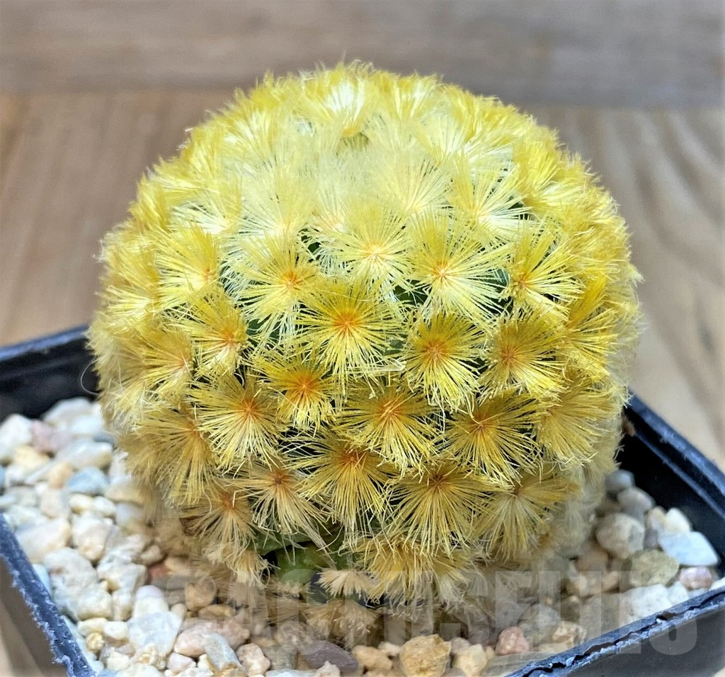 SHPR35959 Mammillaria carmenae ‘Gold’ – Image 2